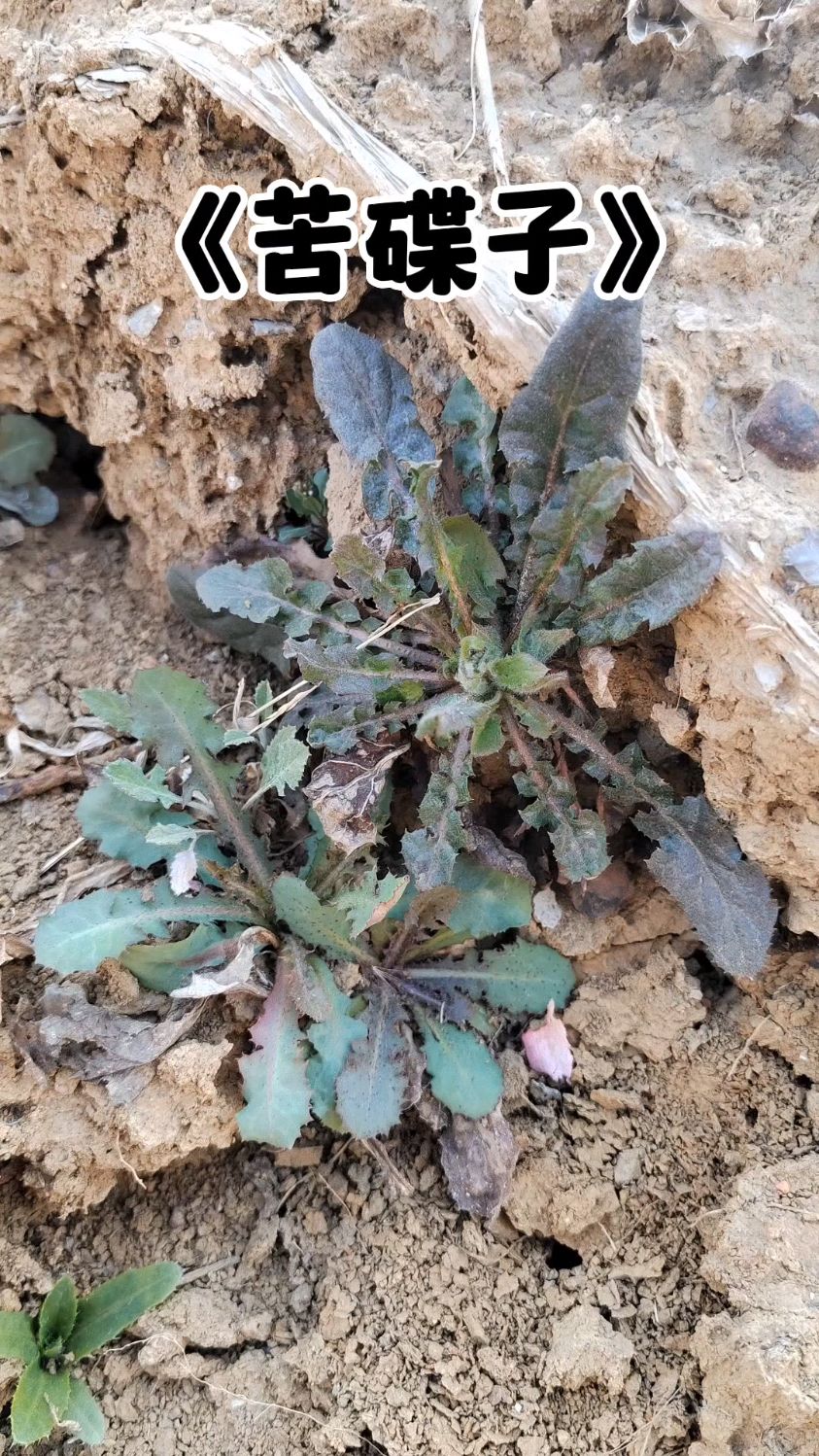 这种野菜叫苦碟子,你们那叫什么?