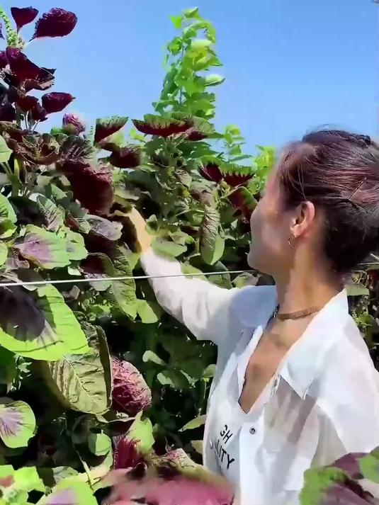 别错过种菜乐趣!红苋菜种子轻撒,见证幼苗到红菜的蜕变