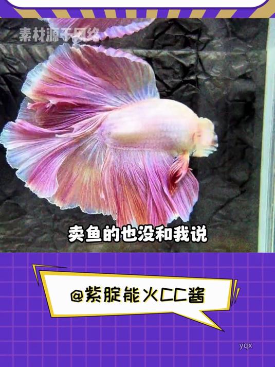 斗鱼:我遇到你们这些活阎王,鱼生真是够够的了!