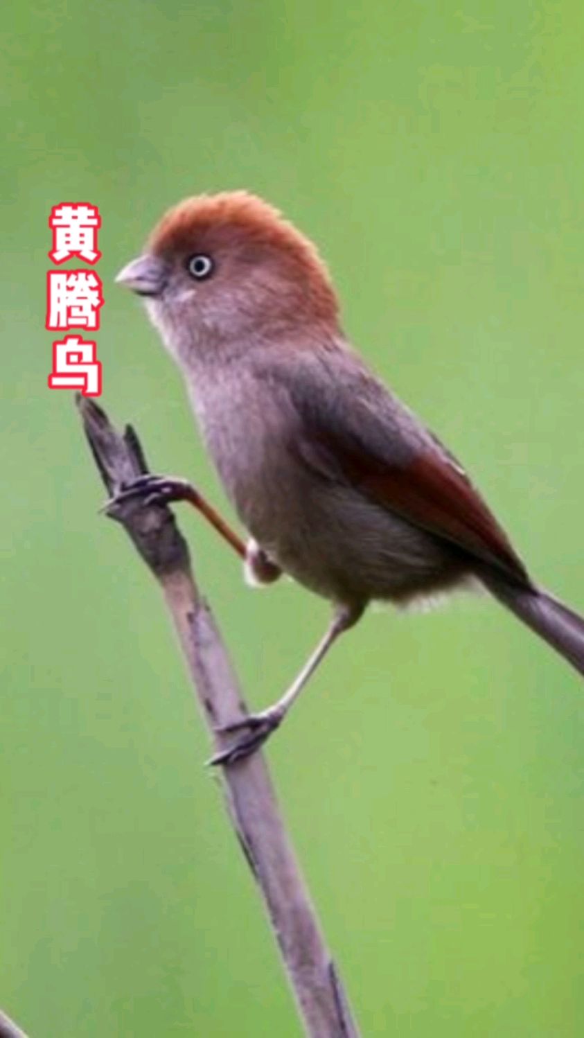 黄腾鸟学名棕头鸦雀，又称黄豆鸟，活泼好动，叫声悦耳动听，分布广泛，主要以昆虫为食