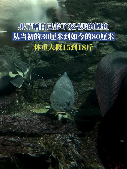 男子晒自己养了324天的鲤鱼,从当初的30厘米到如今的80厘米
