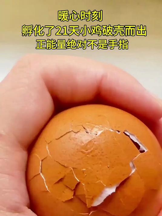 记录小鸡破壳而出的瞬间,太震撼了