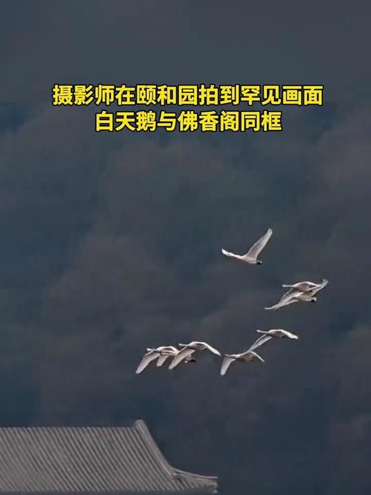 摄影师在颐和园拍到罕见画面,白天鹅与佛香阁同框