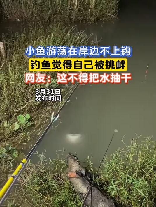 小鱼游荡在岸边不上钩,钓鱼觉得自己被挑衅