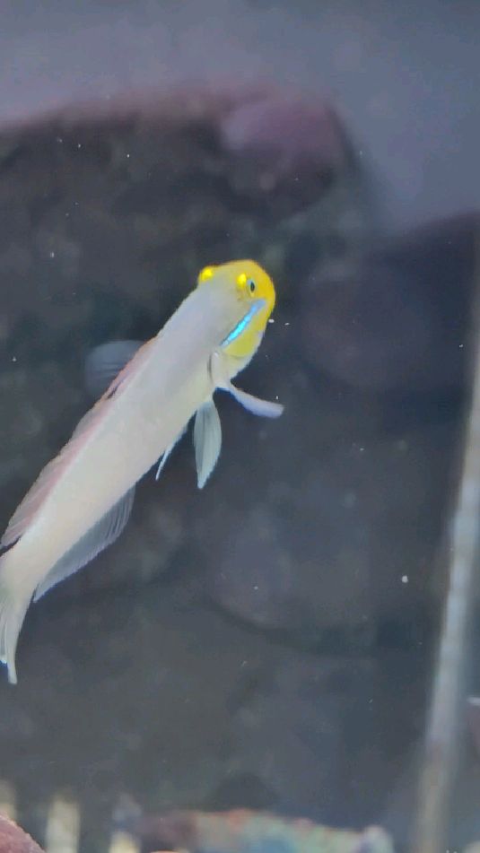 金头虾虎,颜色非常亮眼