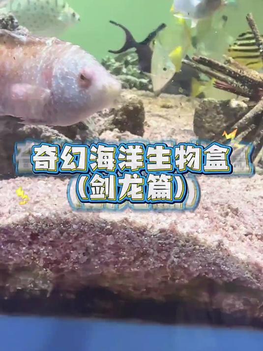 收到什么养什么!哦吼!最后的是凶猛动物!