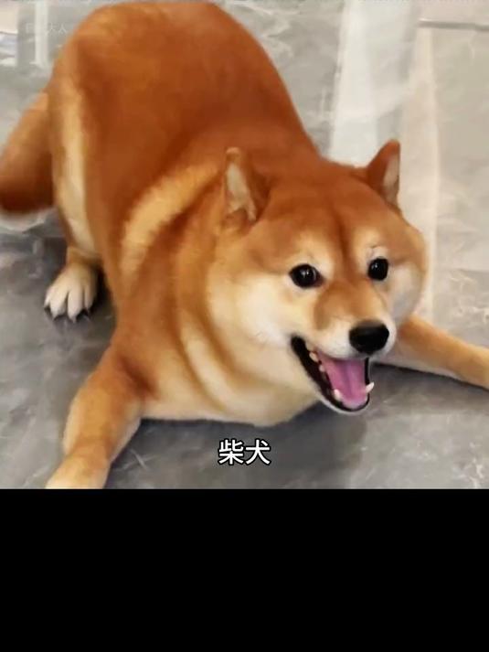 柴犬，又名小八嘎，一只搞笑的狗狗