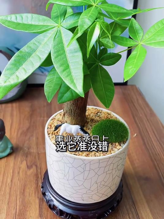 发财树，搭配多肉组合更美观，耐晒抗台风特性，沿海地区首选