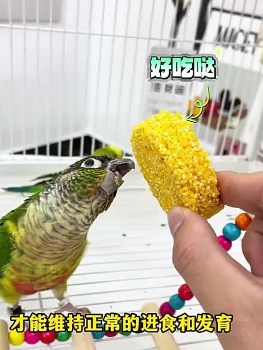 鹦鹉爱吃啥?这种雪饼状零食超棒!纯粮制作助成长