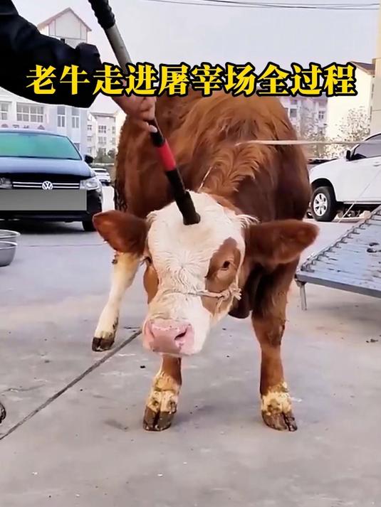 老牛走进屠宰场的全过程