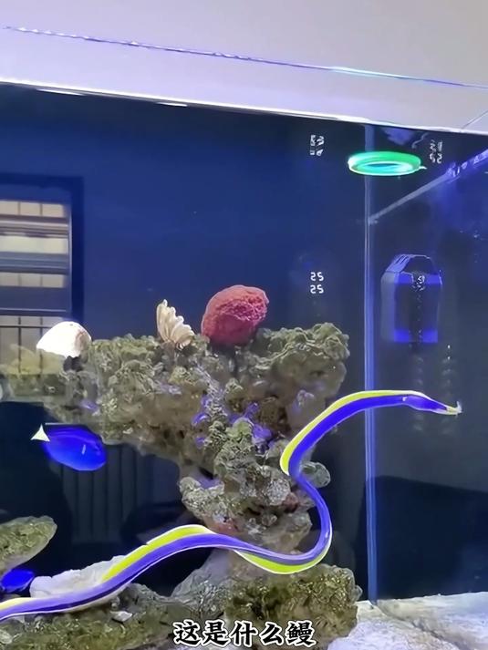 这些鳗鱼你们认识几种？