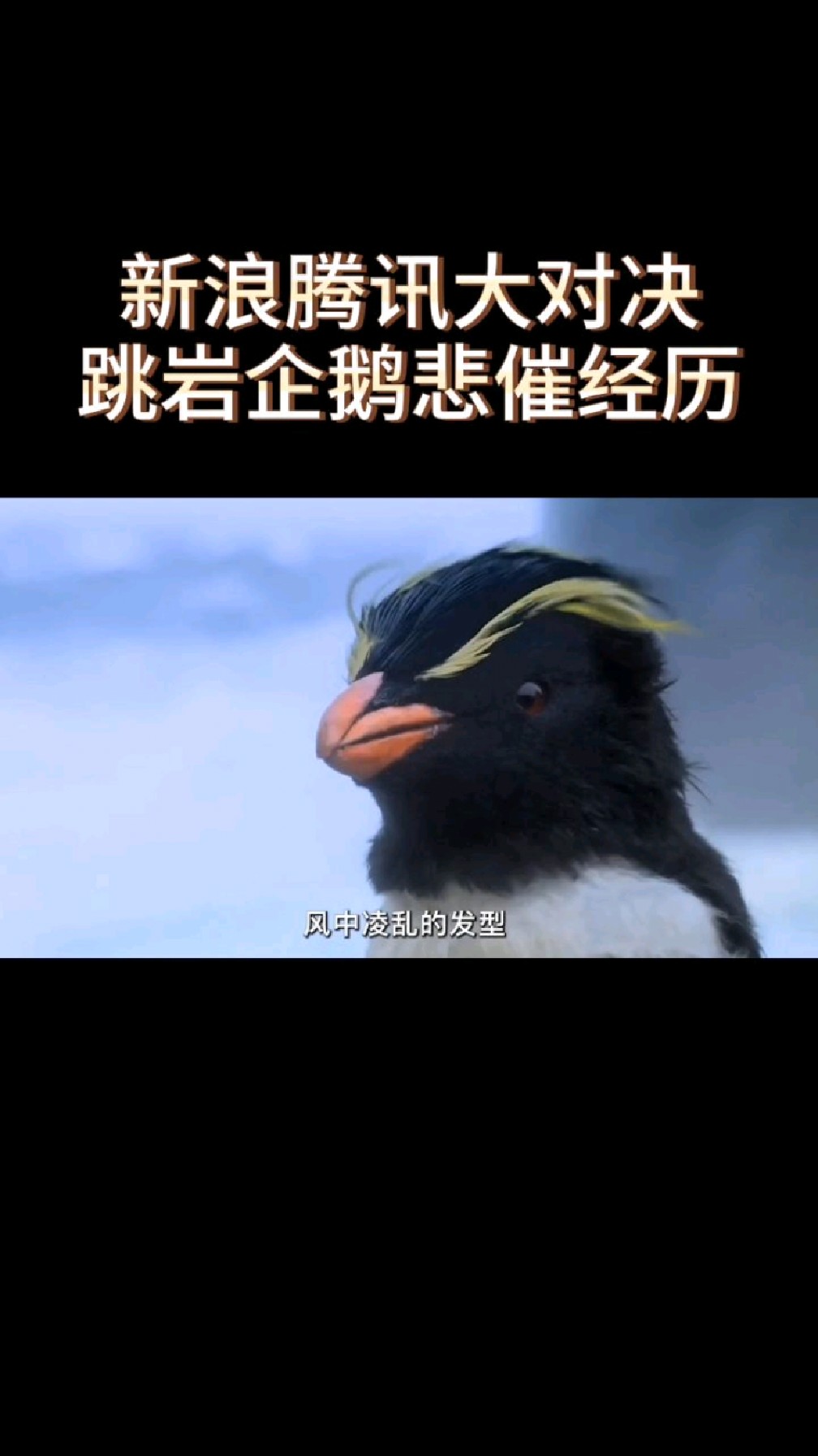 新浪腾讯大对决,跳岩企鹅的悲催经历!