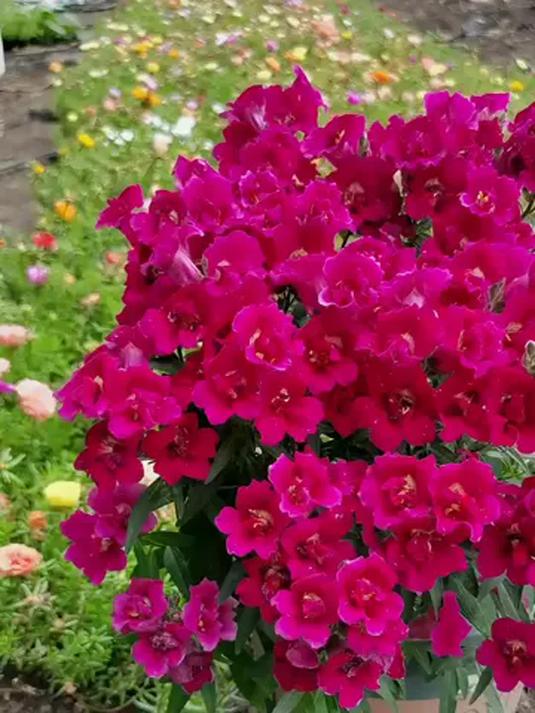 重瓣金鱼草种子,一代仅 20 粒!发芽率超高,播种有讲究