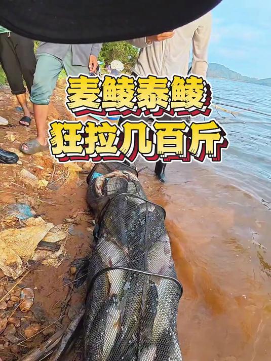 野生大老麦和泰鲮，狂拉几百斤你们见过没，手都拉麻了