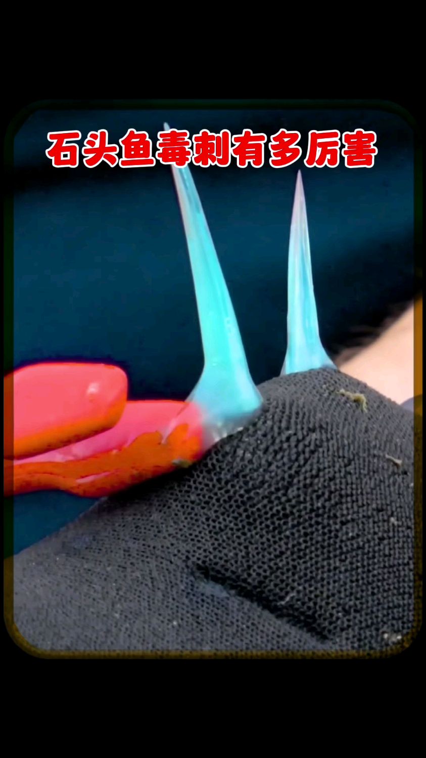 石头鱼的毒刺有多厉害
