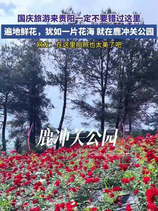 国庆旅游来贵阳一定不要错过,这里遍地鲜花,犹如一片花海