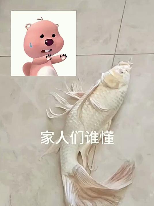 这是啥鱼啊好漂亮
