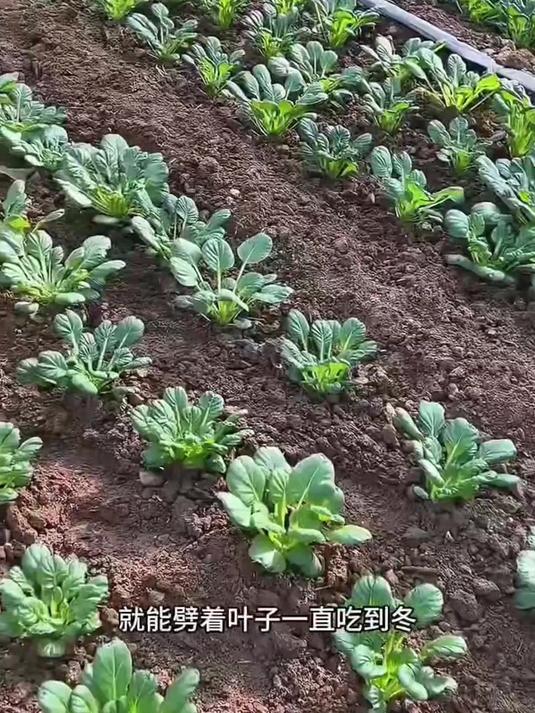 寿禾黄心乌种子,乌塌菜种籽,四季白菜冬天青菜!