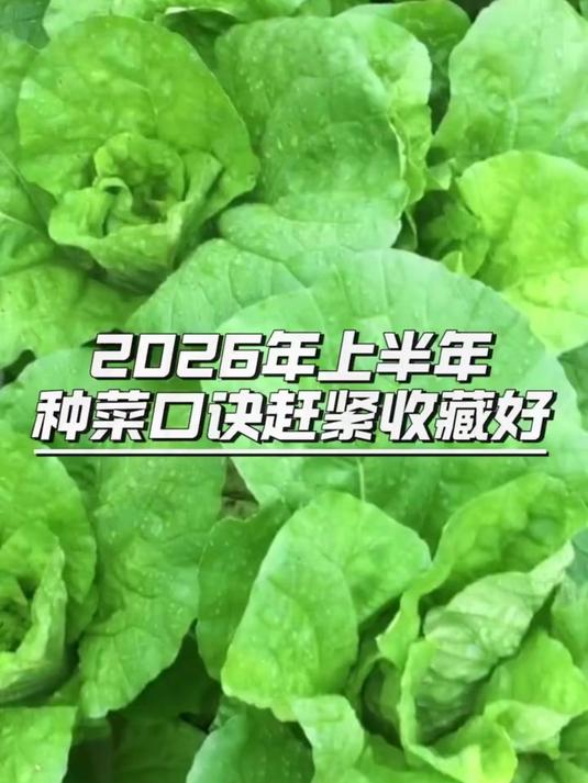 2026年上半年种菜时间表,一个视频告诉你#三农#