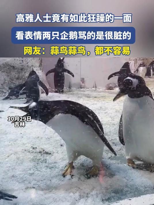 高雅人士竟有如此狂躁的一面,看表情两只企鹅骂的是很脏的