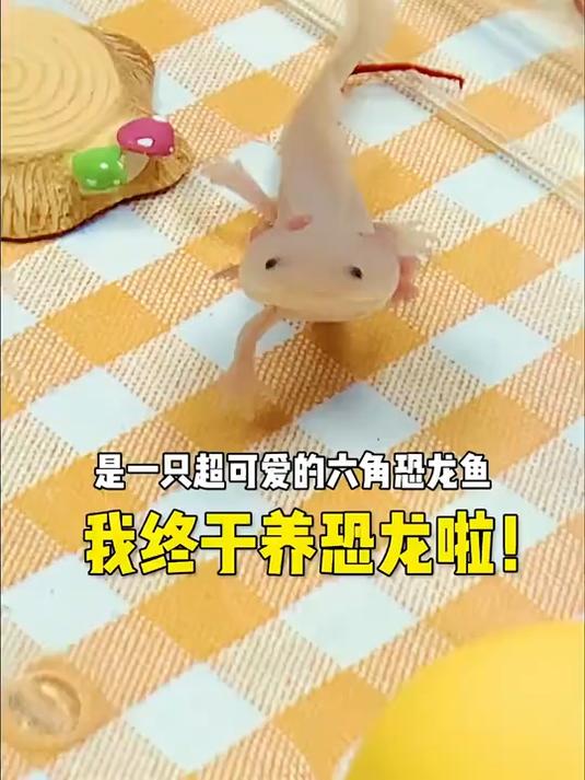 我终于要养恐龙啦!有点害怕啊…….你们给它起个好听的名字吧～