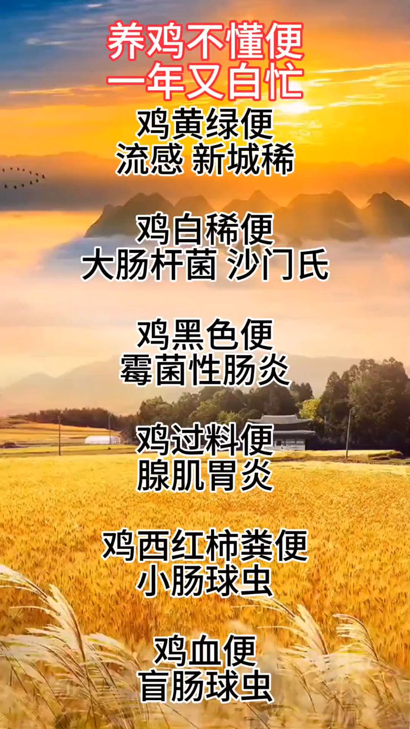 根据鸡群粪便,初步判断鸡病,对我们养殖很有帮助
