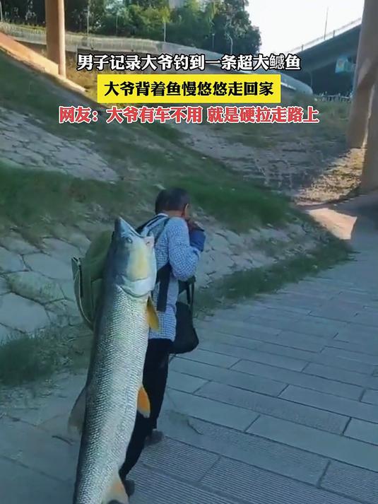 男子记录大爷钓到一条超大鳡鱼，大爷背着鱼慢悠悠走回家