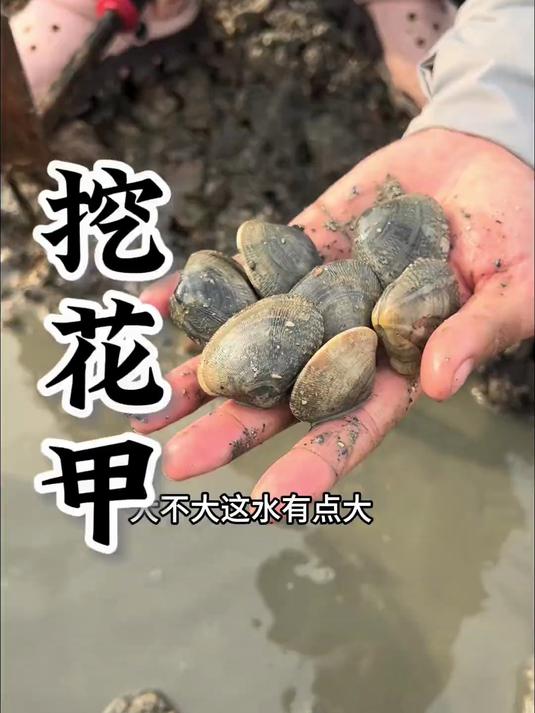 真实赶海挖花甲,久了没挖还是比较辛苦的