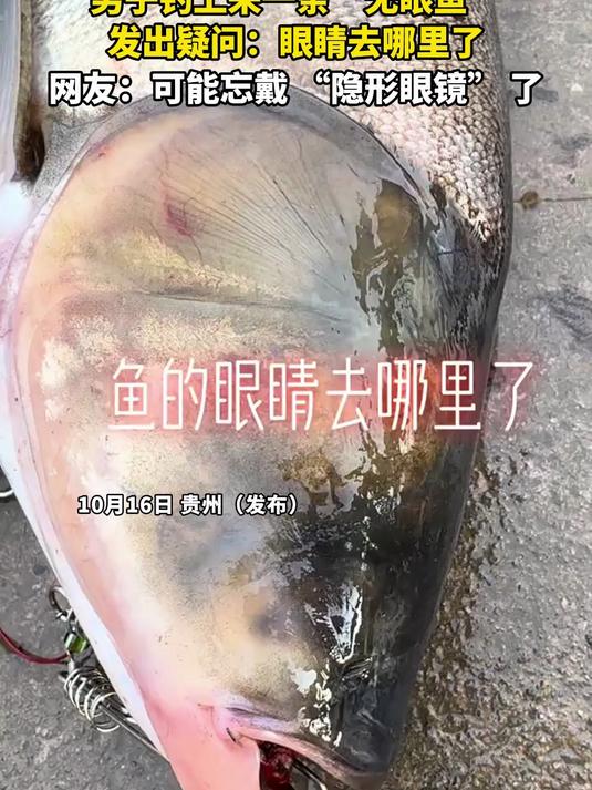 男子钓上来一条“无眼鱼”,发出疑问:眼睛去哪里了,网友:可能忘戴 “隐形眼镜” 了