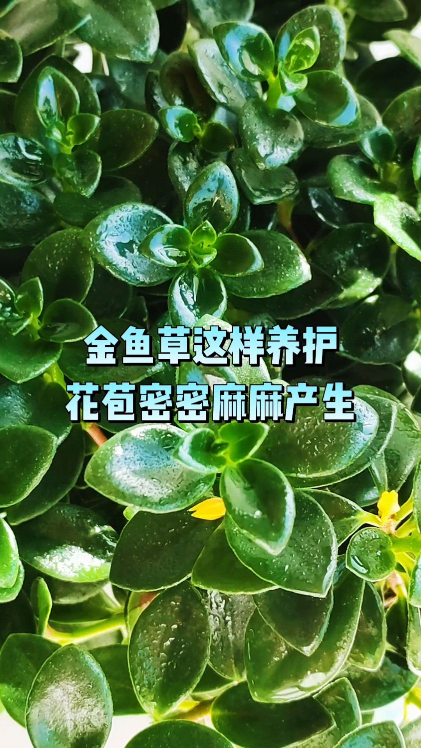 金鱼草这样养护,花苞密密麻麻产生