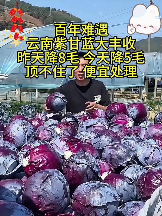 紫甘蓝富含花青素和膳食纤维适合做沙拉生吃!