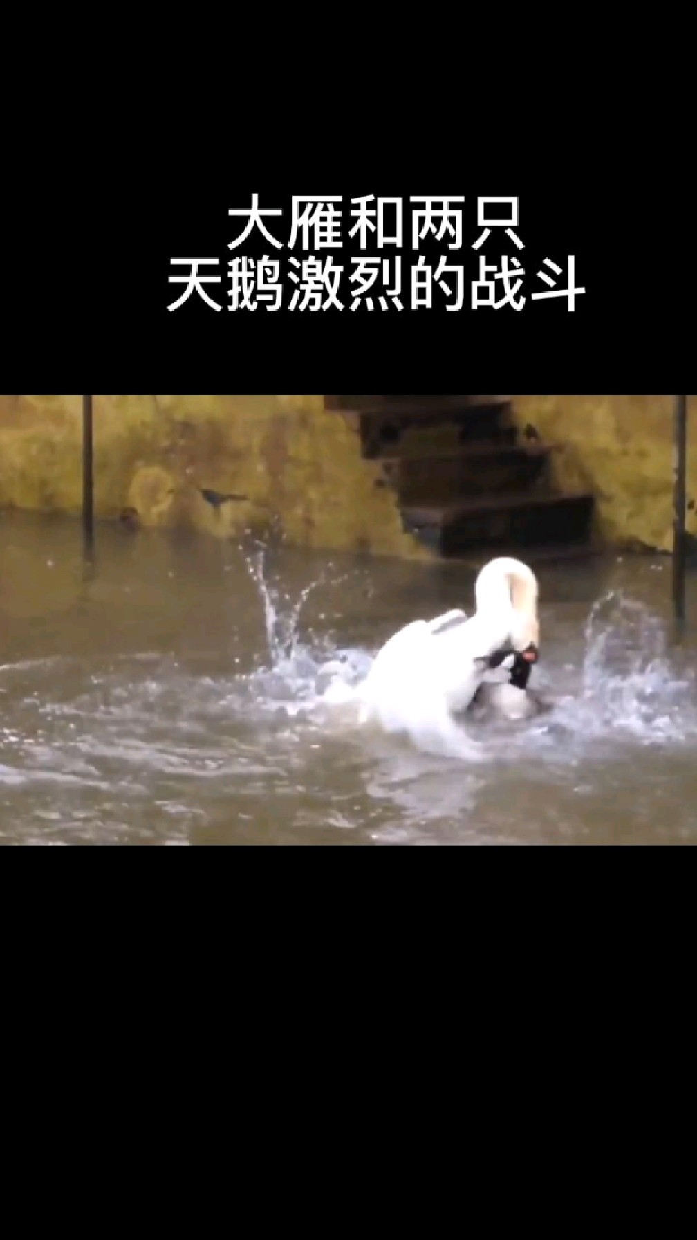 大雁和两只天鹅激烈的战斗