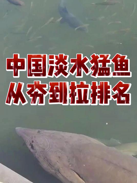 中国淡水猛鱼从夯到拉排名