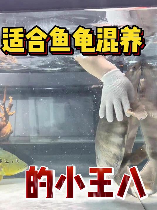 适合鱼龟混养的小王八