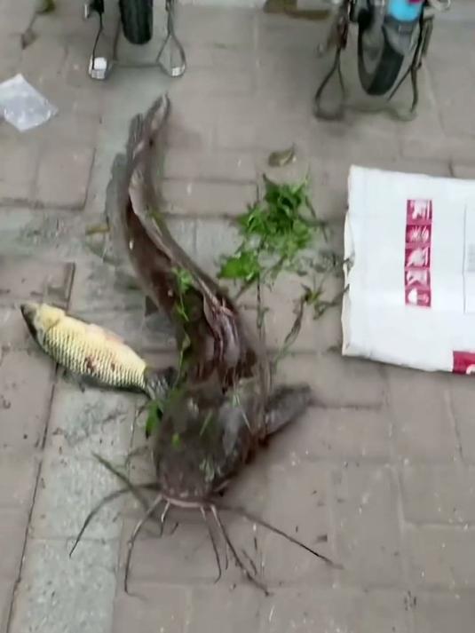 一口气认识34种常见食用鱼，从淡水到海鱼全收录，你吃过哪几种？#鱼 #水族 #涨见识