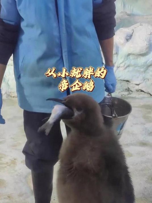 从小就胖的帝企鹅