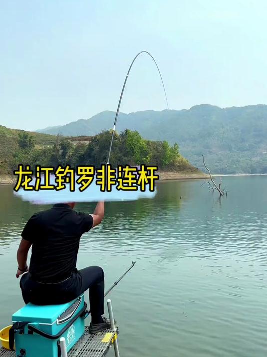 春天来了，可以出门钓鱼了，蓝吉罗是我目前钓过最难钓的淡水鱼了#优质视频激励计划#