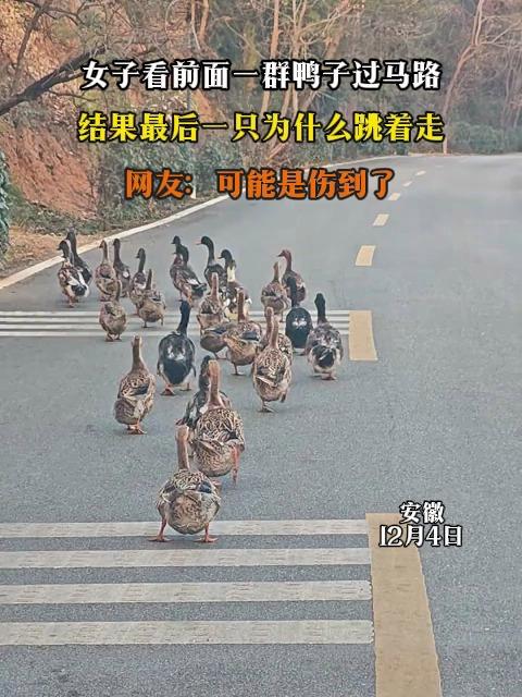 女子看前面一群鸭子过马路,结果最后一只为什么跳着走