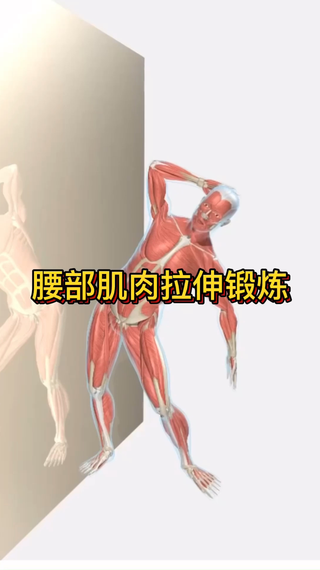 腰部肌肉拉伸动作运动