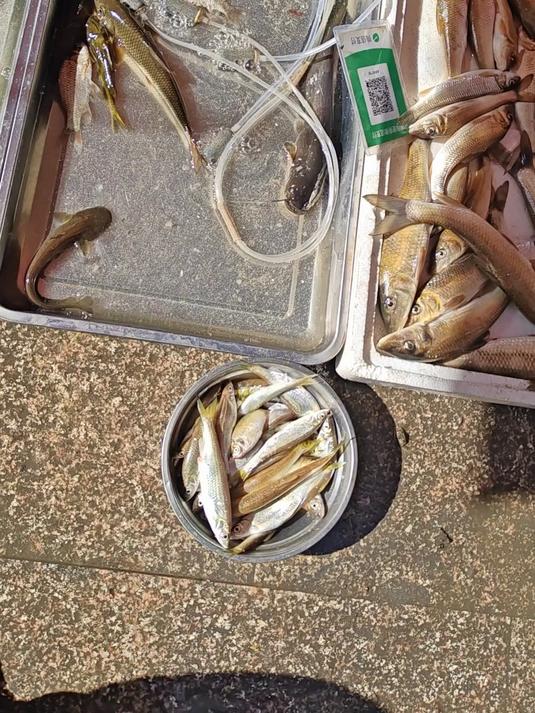 发现漂亮竹鱼,砍价到4元,老板娘一称重想反悔