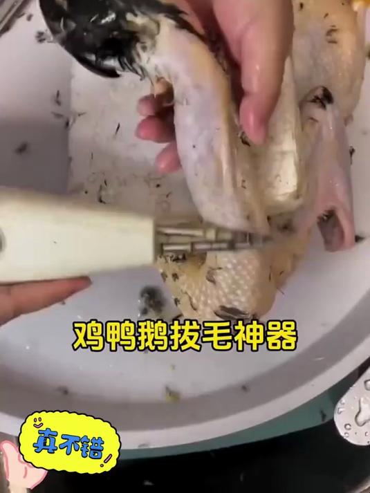有了电动拔毛神器!爸妈拔鸡鸭毛,逢年过节不劳累