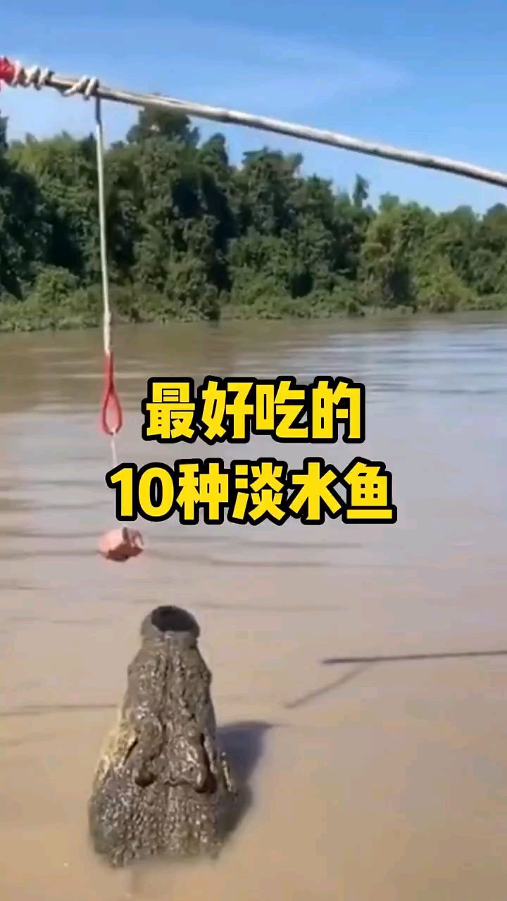 最好吃的十种淡水鱼