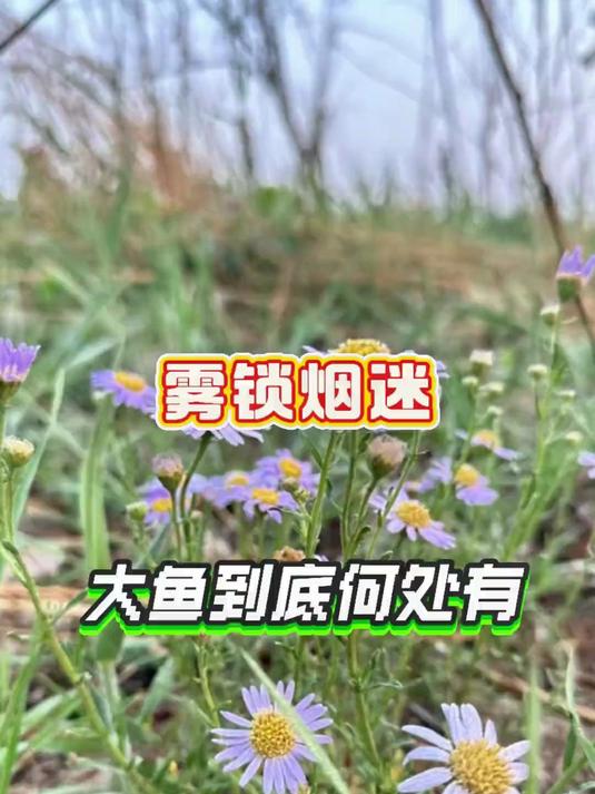 现在这小趴菜,满脑子都是大鱼啊