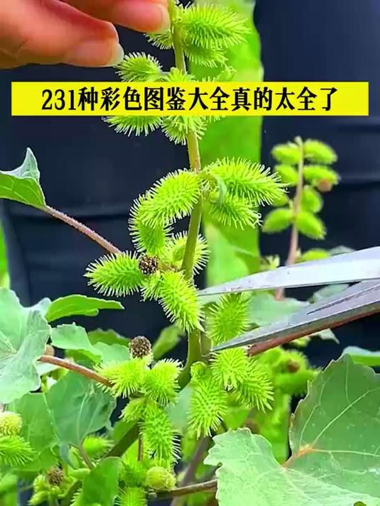 中草药全图鉴,草药功效一目了然!