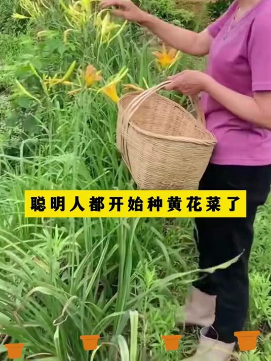 黄花菜营养赛过牛羊肉,种一次可多年采摘