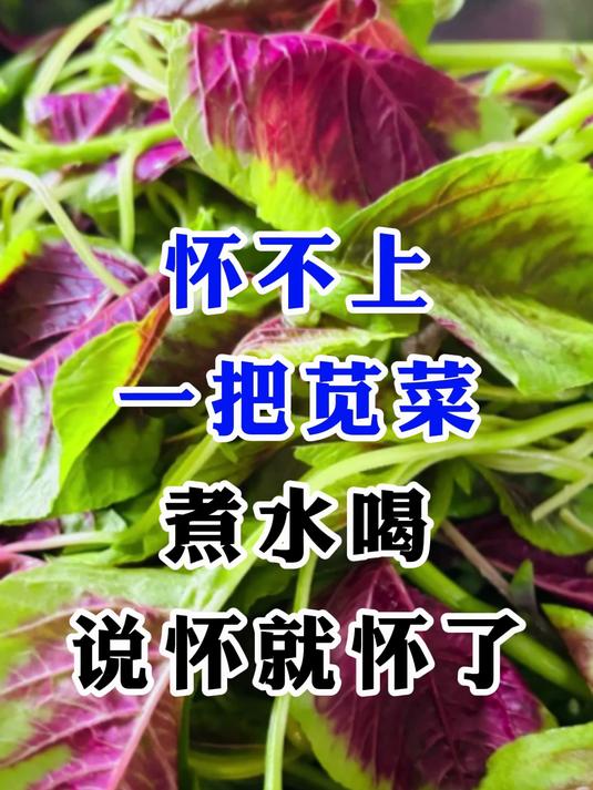 怀不上，一把苋菜煮水喝，说怀就怀了