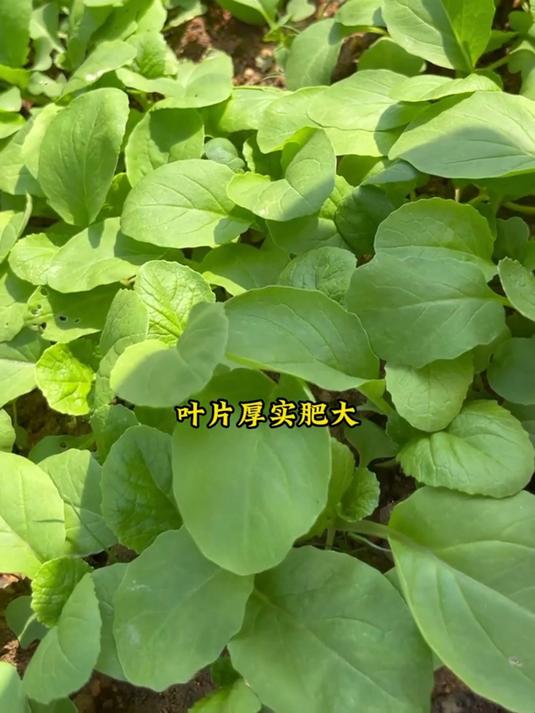 牛奶一样白净的小白菜,你在家也种起来吧,纤维素杠杠的!