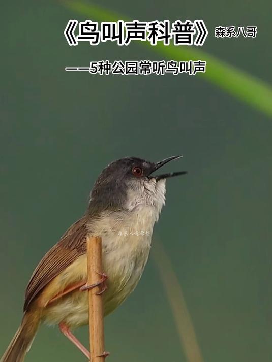 5种公园常听鸟叫声,画眉鸟歌声最好听,斑鸠叫声最催眠
