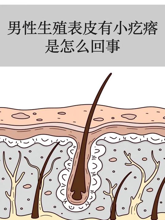男性生殖表皮有小疙瘩是怎么回事