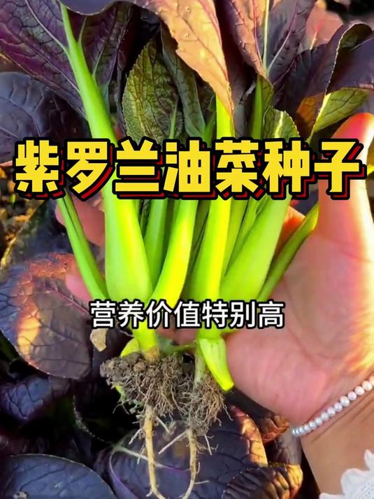 紫油紫心的油菜,富含满满花青素,种植简单,赶紧快试试